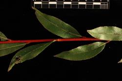 Salix ×fragilis f. vitellina 'Britzensis'. Red stem colour of current year's growth.
 Image: D. Glenny © Landcare Research 2020 CC BY 4.0